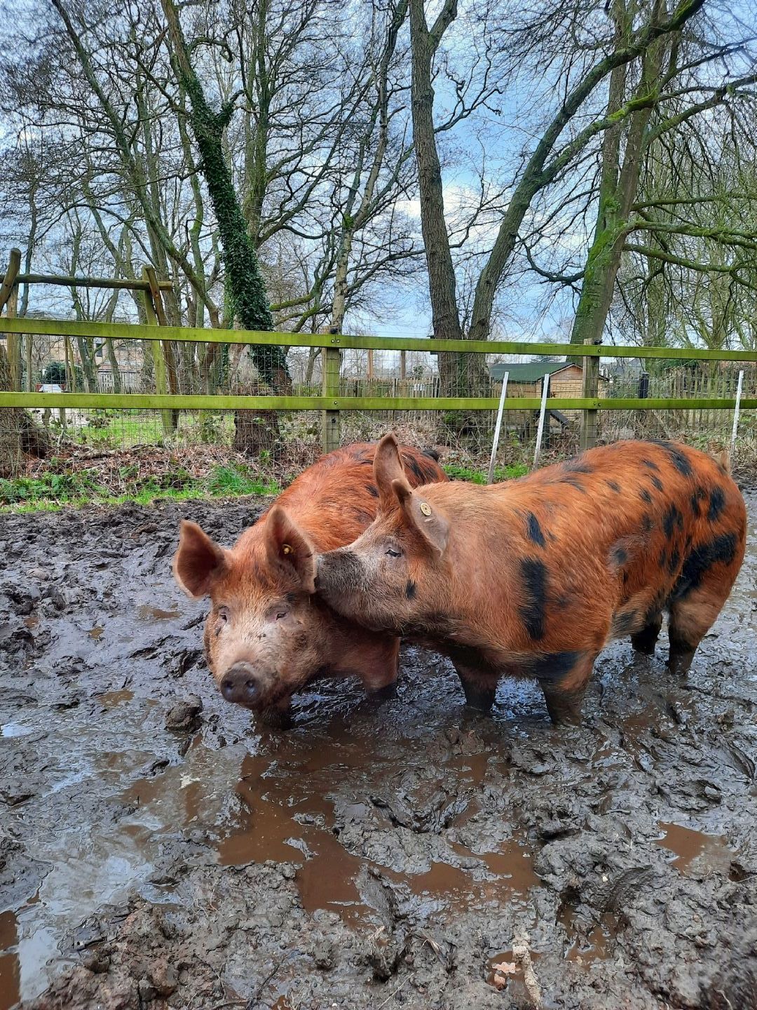 Dieren